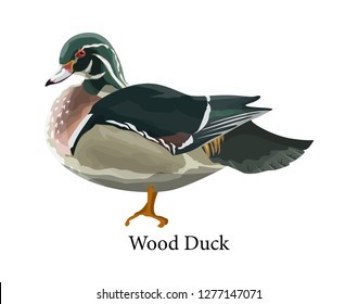 Wood Duck. Bird With Yellow Beak And Colorful Feather. Wild Creature Swimming In The Water. Isolated Vector Illustration