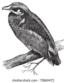 Wood Duck, Carolina Duck Or Aix Sponsa Engraving. Old Antique Illustration Of Wood Duck On A Branch.