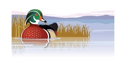 Wood Duck On Lake By Tall Grasses Vector Illutration
