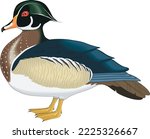Wood Duck Standing Vector Illustration