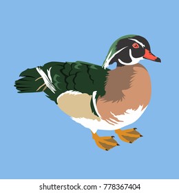 Wood Duck Vector Illustration, Bird Vector, Asarcornis Scutulata.