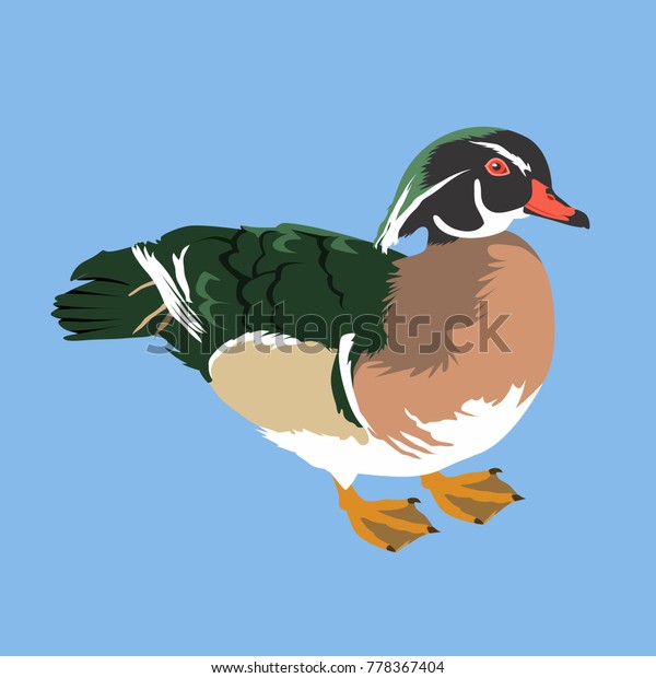 Wood Duck Vector Illustration Bird Vector Stock Vector (Royalty Free ...