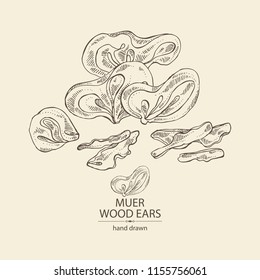 Wood ears: muer mushroom and a bit of wood ears. Mushrooms. Vector hand drawn illustration