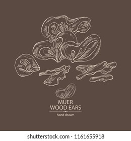 Wood ears: muer mushroom and a bit of wood ears. Mushrooms. Vector hand drawn illustration