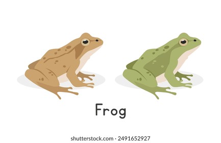 Wood frog and a green frog vector illustration, cartoon clipart character, animal in flat style. Wild animals, wild creatures, wildlife concept. Frog vector design isolated on white background