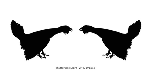 Wood grouse male battle against opponent for mating vector silhouette illustration isolated. Heather cock capercaillie wildfowl. Blackcock heath cock. Forest birds battle for female. Black cock male.