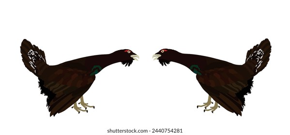 Wood grouse male battle for mating vector illustration isolated on white background. Heather cock capercaillie wildfowl. Blackcock, heath cock. Forest bird battle for female. Black cock male.