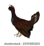 Wood grouse vector illustration. Heather cock or capercaillie wildfowl. Blackcock or heath cock. Bird from forest. Black cock male.