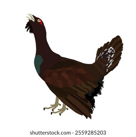 Wood grouse vector illustration. Heather cock or capercaillie wildfowl. Blackcock or heath cock. Bird from forest. Black cock male.