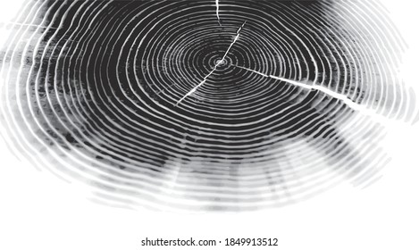 Wood growth rings stamp on a white background. Black and white felled tree trunk with detailed texture.