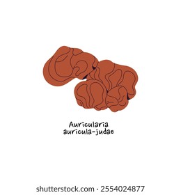 Wood or jelly ear mushroom icon. Auricularia auricula judae with name. Edible forest fungus. Raw bolete, boletus with orange cap. Woodland nature. Flat isolated vector illustration on white background