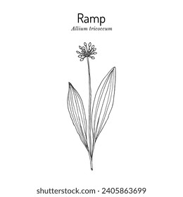 Wood Leek, or Ramp (Allium tricoccum), medicinal and edible plant. Hand drawn botanical vector illustration