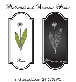 Wood Leek, or Ramp (Allium tricoccum), medicinal and edible plant. Hand drawn botanical vector illustration