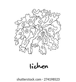 wood lichen