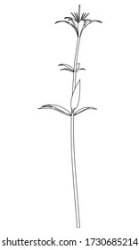 Wood lily flower lines illustration. Abstract vector flower on the white background