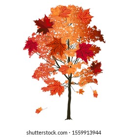 Wood, maple (Acer platanoides L.), large red leaves in autumn, colored vector image on white background