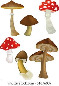 Wood mushrooms