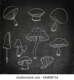 Wood mushrooms set. Hand drawn vector illustration. Chalk board drawing