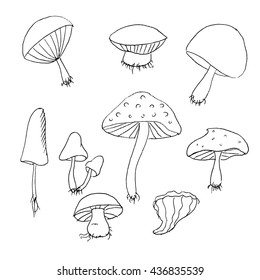 Wood mushrooms set. Hand drawn vector illustration. Black and white whiteboard drawing