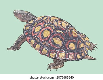 Wood ornate turtle drawing, beautiful, art.illustration, vector