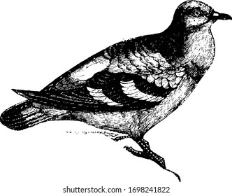 Wood Pigeon is slaty grey with bluish green and rose coloured reflections, vintage line drawing or engraving illustration.