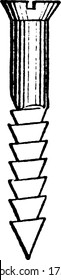 A wood screw with a flat head and slotted drive. This type of screws are unthreaded below the head and designed for attaching two pieces of wood, vintage line drawing or engraving illustration.