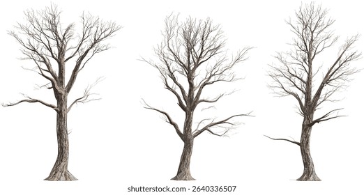 Wood shapes, dead pine tree vectors, forest outlines, timber elements, dry pine silhouettes, tree structure, natural woodland forms, abstract pine graphics