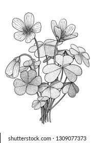 Wood sorrel illustration, drawing, engraving, ink, line art, vector