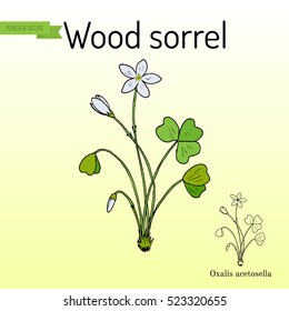 Wood Sorrel (Oxalis acetosella) - wild flower. Hand drawn botanical vector illustration
