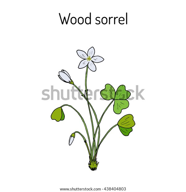 Wood Sorrel Oxalis Acetosella Wild Flower Stock Vector Royalty Free