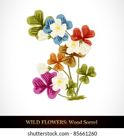 Wood Sorrel, Wild flower.