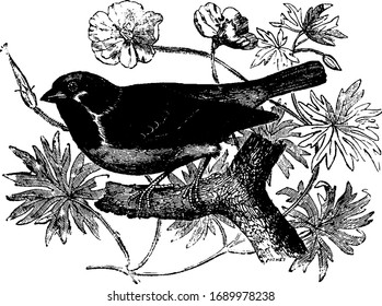 Wood Sparrow can often be seen mingline with other sparrow, vintage line drawing or engraving illustration.