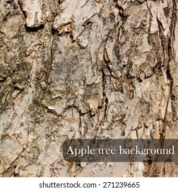 Wood texture. Apple tree background. Vector illustration
