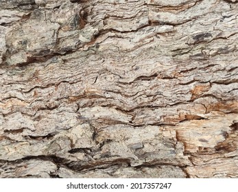 Wood texture background layout art vector