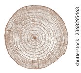 Wood texture cross section of tree rings. Cut slice of wooden stump isolated on white. Textured surface with rings and cracks. Brown background made of hardwood from the forest. Vector illustration.