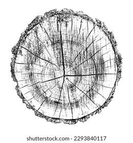 Wood texture cross section of tree rings. Cut slice of wooden stump isolated on white. Textured surface with rings and cracks. Black background made of hardwood from the forest. Vector illustration.