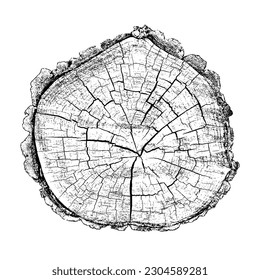 Wood texture cross section of tree rings. Cut slice of wooden stump isolated on white. Textured surface with rings and cracks. Black background made of hardwood from the forest. Vector illustration.