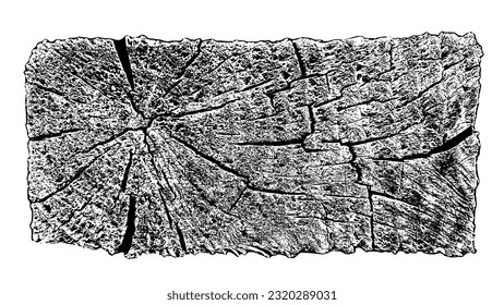 Wood texture cross section of tree rings. Cut slice of wooden stump isolated on white. Textured surface with rings and cracks. Black background made of hardwood from the forest. Vector illustration.