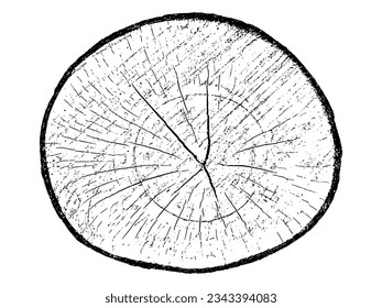 Wood texture cross section of tree rings. Cut slice of wooden stump isolated on white. Textured surface with rings and cracks. Black background made of hardwood from the forest. Vector illustration.