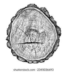 Wood texture cross section of tree rings. Cut slice of wooden stump isolated on white. Textured surface with rings and cracks. Black background made of hardwood from the forest. Vector illustration.