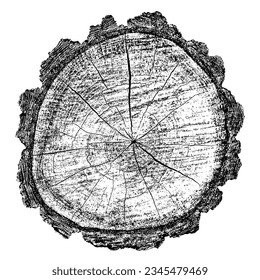 Wood texture cross section of tree rings. Cut slice of wooden stump isolated on white. Textured surface with rings and cracks. Black background made of hardwood from the forest. Vector illustration.