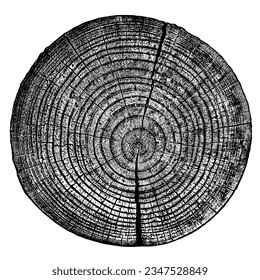 Wood texture cross section of tree rings. Cut slice of wooden stump isolated on white. Textured surface with rings and cracks. Black background made of hardwood from the forest. Vector illustration.