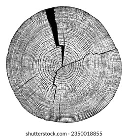 Textura de madera con problemas sobre fondo blanco. Los anillos de los árboles de sección transversal cortan la rebanada. Elementos de diseño de madera redonda. Ilustración del vector, EPS 10.
