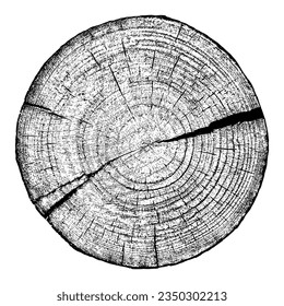 Wood texture cross section of tree rings. Cut slice of wooden stump isolated on white. Textured surface with rings and cracks. Black background made of hardwood from the forest. Vector illustration.