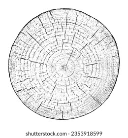 Wood texture cross section of tree rings. Cut slice of wooden stump isolated on white. Textured surface with rings and cracks. Black background made of hardwood from the forest. Vector illustration.