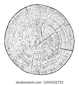 Wood texture cross section of tree rings. Cut slice of wooden stump isolated on white. Textured surface with rings and cracks. Black background made of hardwood from the forest. Vector illustration.