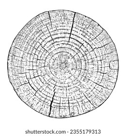 Wood texture cross section of tree rings. Cut slice of wooden stump isolated on white. Textured surface with rings and cracks. Black background made of hardwood from the forest. Vector illustration.