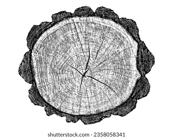 Wood texture cross section of tree rings. Cut slice of wooden stump isolated on white. Textured surface with rings and cracks. Black background made of hardwood from the forest. Vector illustration.