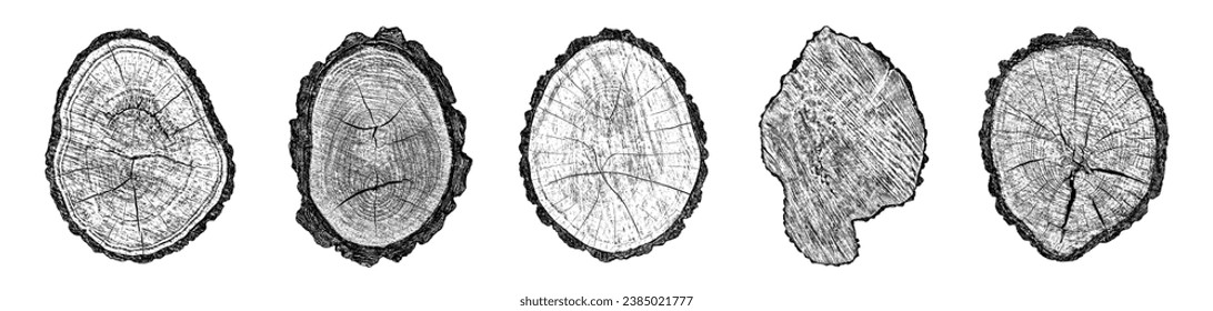 Wood texture cross section of tree rings. Cut slice of wooden stump isolated on white. Textured surface with rings and cracks. Black background made of hardwood from the forest. Vector illustration.