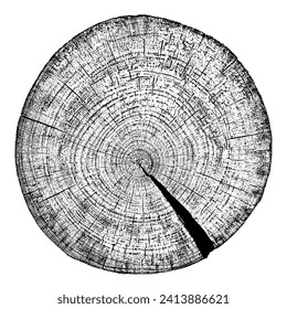 Sección transversal de textura de madera de los anillos de árbol. Cortar trozos de trozo de madera aislados en blanco. Superficie texturada con anillos y grietas. Fondo negro hecho de madera dura del bosque. Ilustración vectorial.